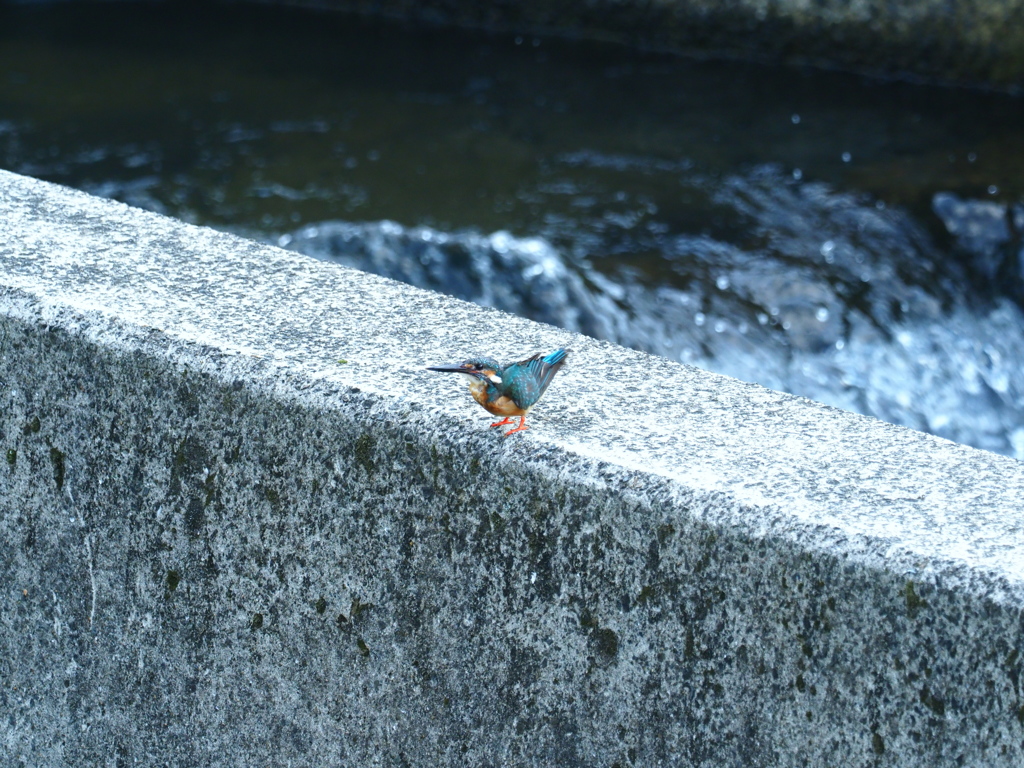 久しぶりのカワセミ