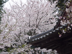 お散歩写真　桜