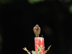 久しぶりのホウジロ