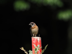 久しぶりのホウジロ