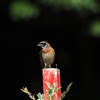 久しぶりのホウジロ