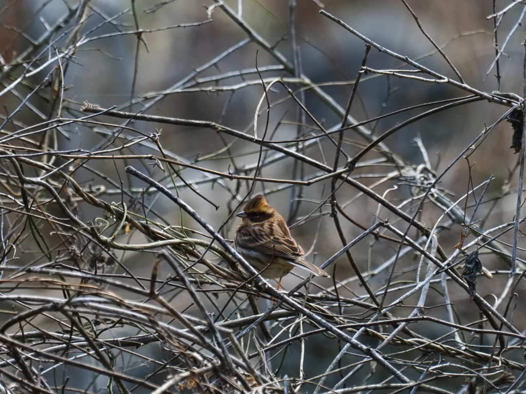 ミヤマホウジロ