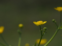 春景色　花