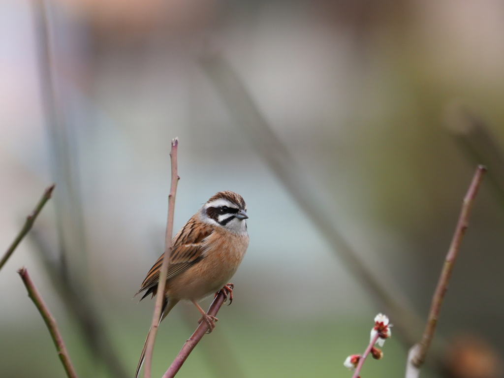 ホウジロ