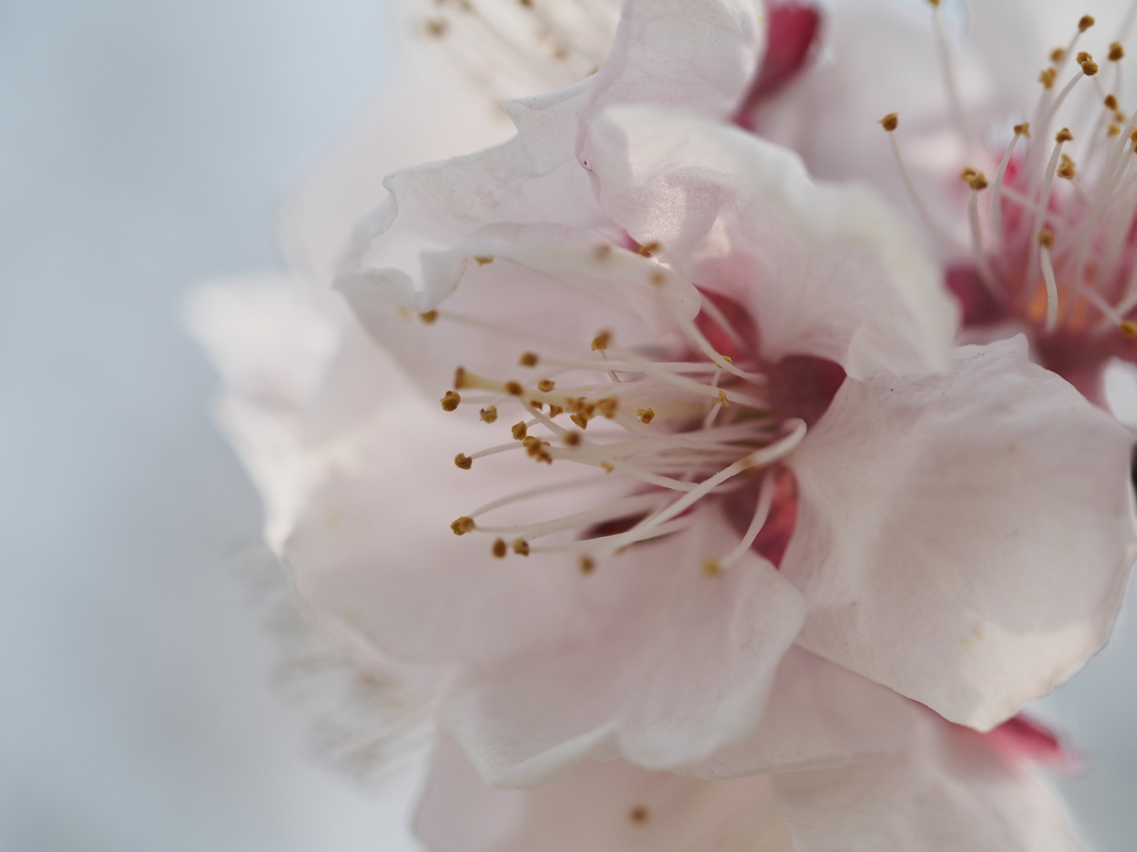 花明かり