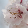 花明かり