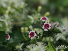 夏休み最後の散歩道　野の花