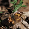 テングチョウ
