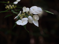 山の神への散歩道　野の花