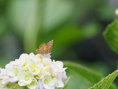 散歩道の花と蝶