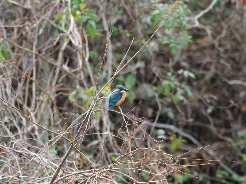 冬の散歩道の小鳥　翡翠