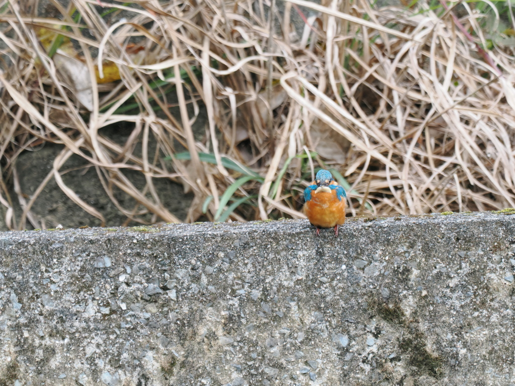 白いあごひげ？