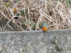 白いあごひげ？