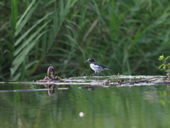 いつもの堰の鳥たち セグロセキレイ