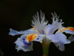 Iris japonica