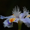 Iris japonica