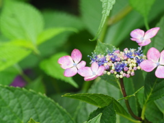 紫陽花