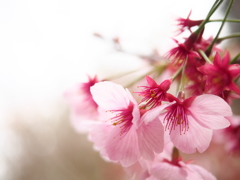 桜　花萼