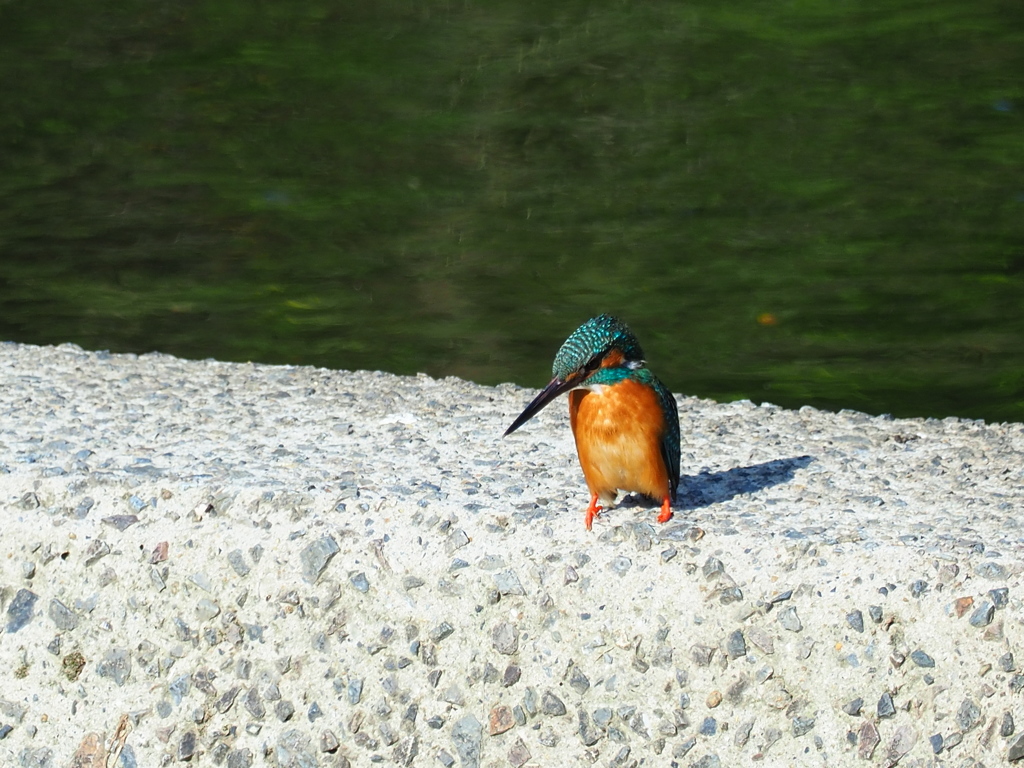 ＧＷのお散歩写真 カワセミ