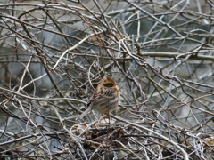 ミヤマホウジロ