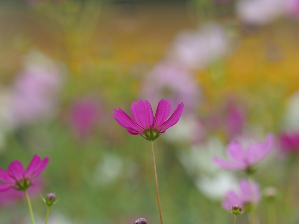 秋桜