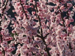 李の花