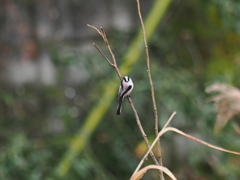 やっと出会えた