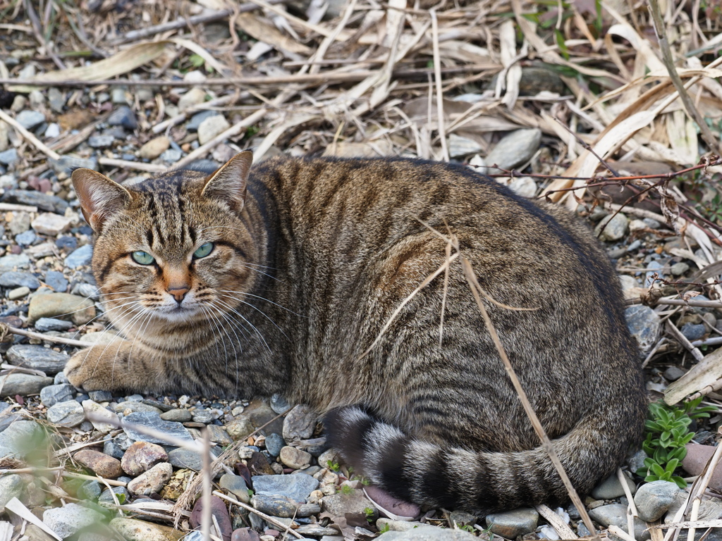 チェシャ猫　？