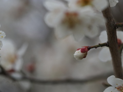 梅