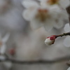 梅