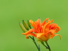 散歩道の初夏の花