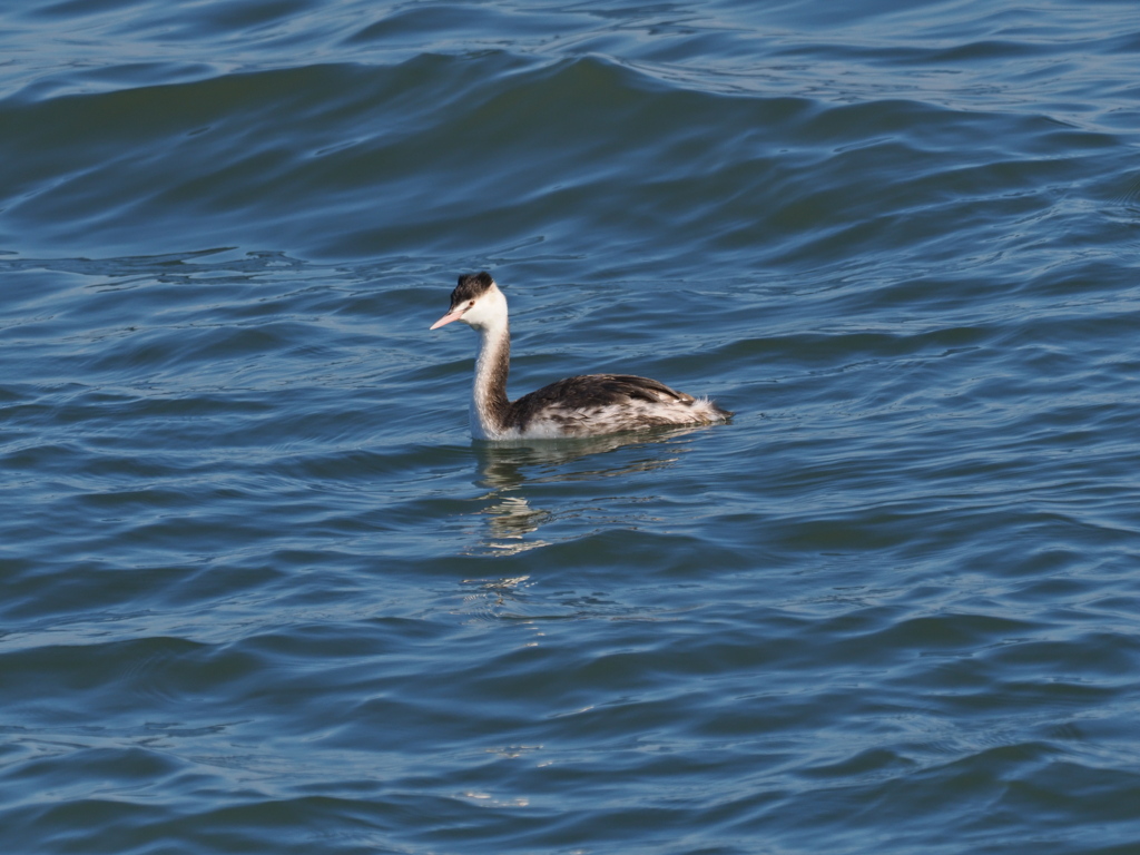 カンムリカイツブリ