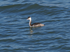 カンムリカイツブリ