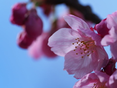 cherry blossom in cold spring