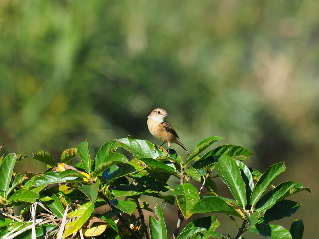 鳥撮りの季節　ノビタキ