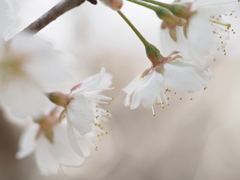 花明かり