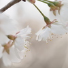 花明かり