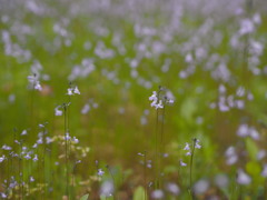 庭の花