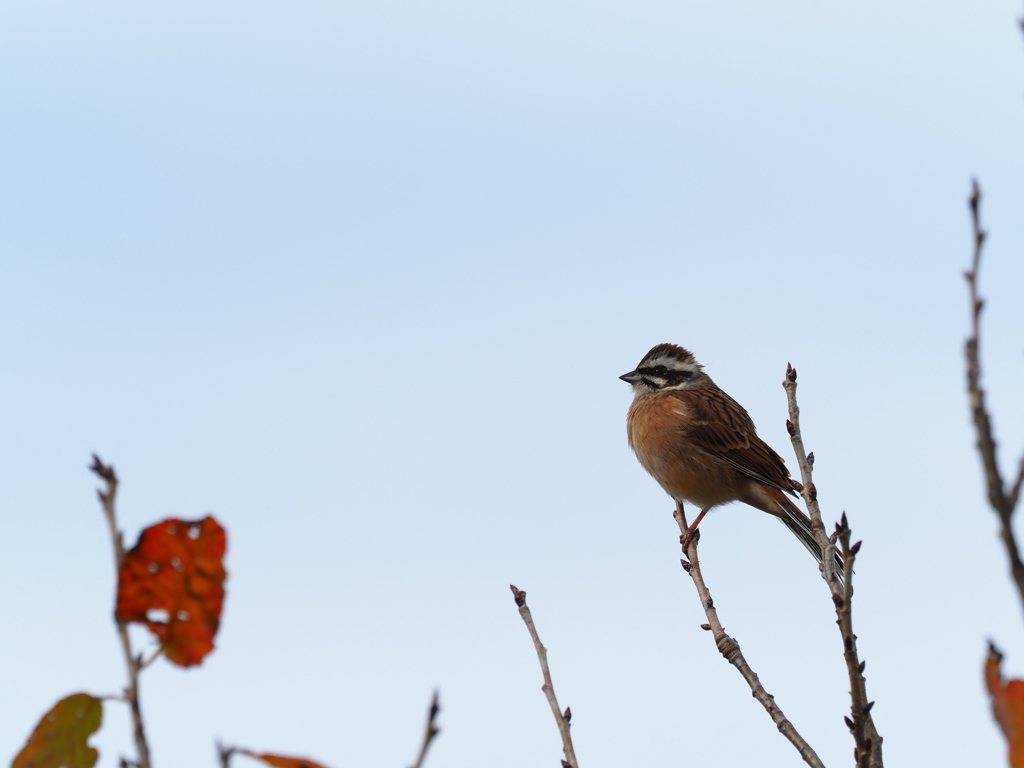 ホウジロ