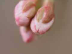 蕾