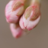 蕾