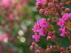 散歩道の初夏の花　百日紅