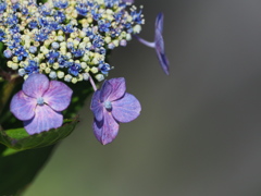 空梅雨の紫陽花　4