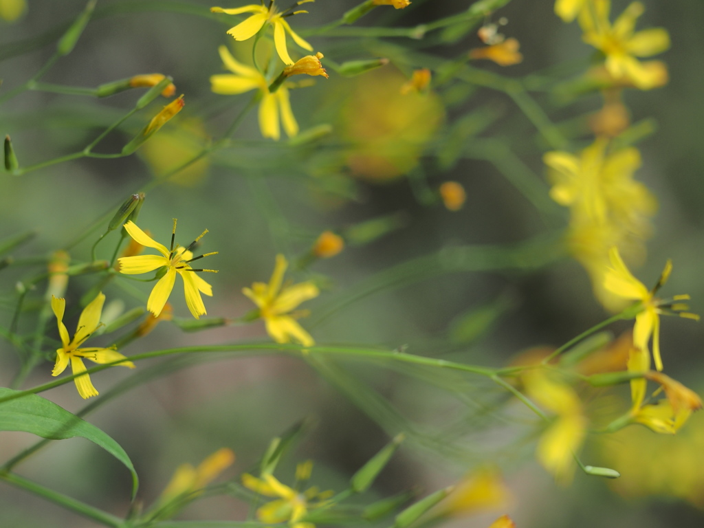 山の神への散歩道　野の花