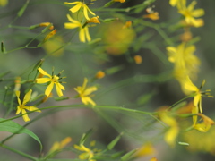 山の神への散歩道　野の花