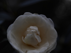 椿