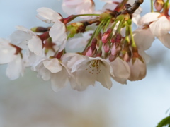 山桜