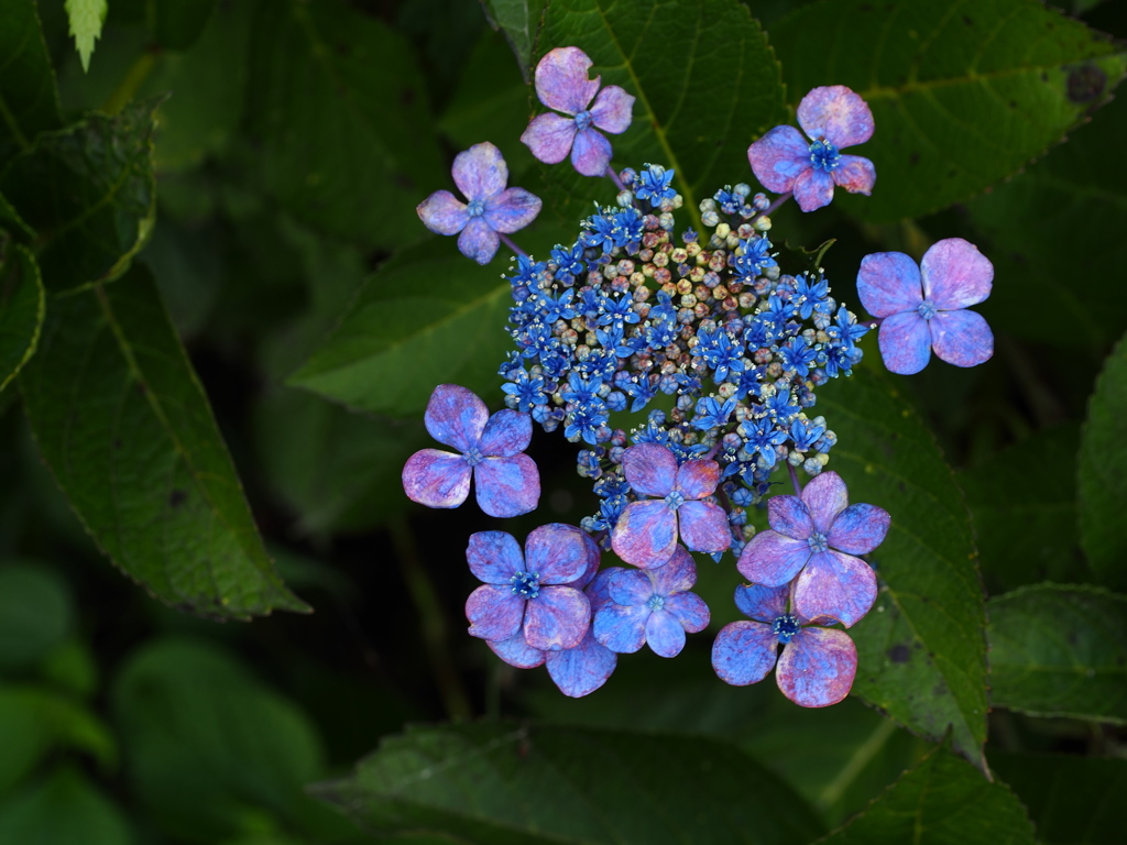 紫陽花　