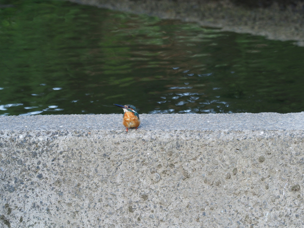 いつもの堰の鳥たち　カワセミ１