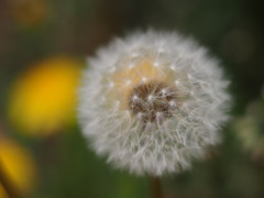 お散歩写真　たんぽぽ
